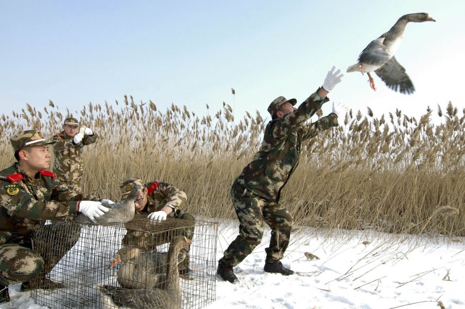 Служащие народной вооруженной милиции Китая выпускают диких гусей на волю. Военные нашли восемь раненных птиц и выходили их. Линхай, провинция Ляонин.