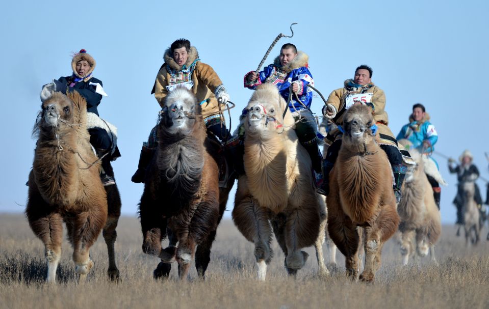 Скачки на верблюдах в автономном районе Внутренняя Монголия. 