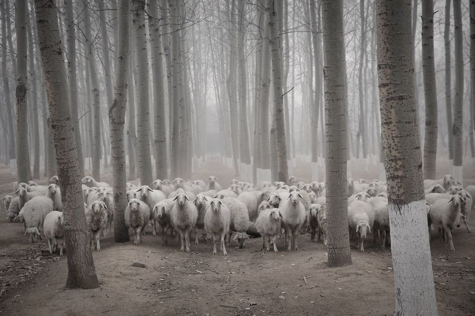 Стадо овец в пригороде Пекина. В последние дни в китайской столице вновь наблюдается сильный смог.