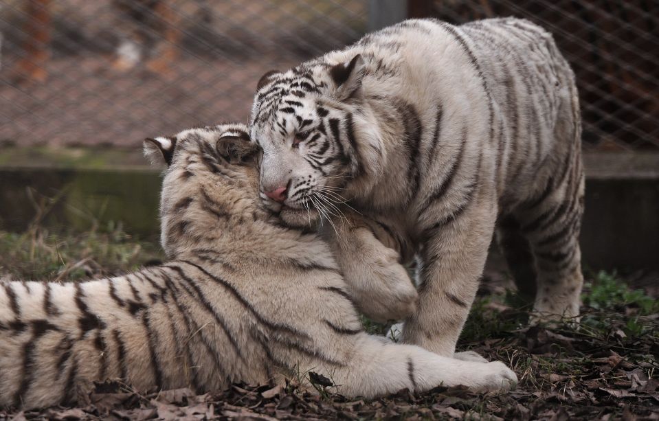 Пара белых тигров в Чунцине.