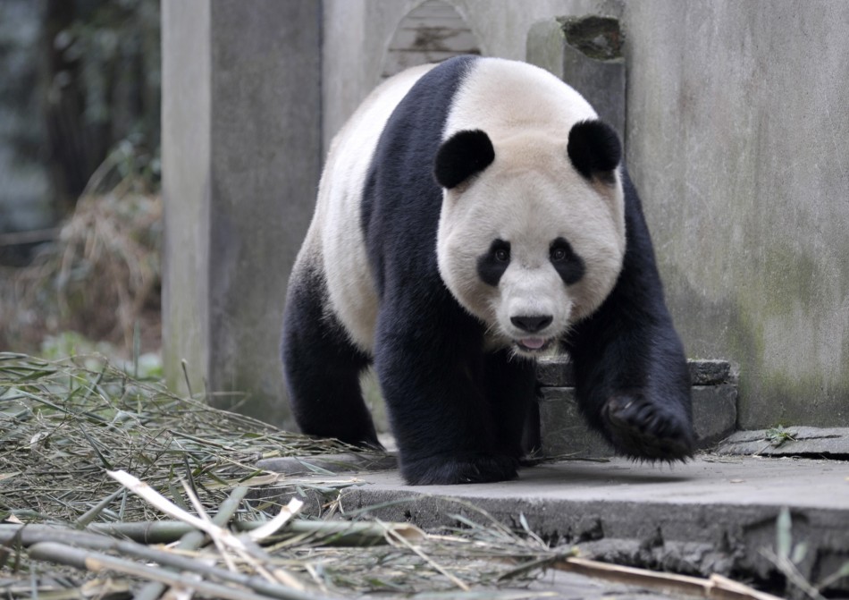 В Китае панды умирают от эпидемии собачьей чумки