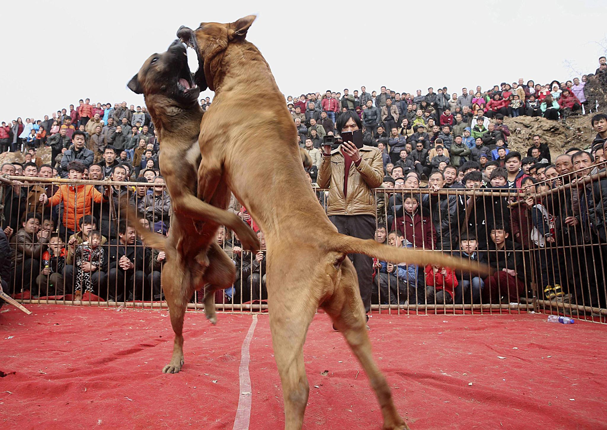 Жители городского округа Юньчэн в провинции Шаньси смотрят собачий бой на праздник Весны. Фото: Stringer/Reuters