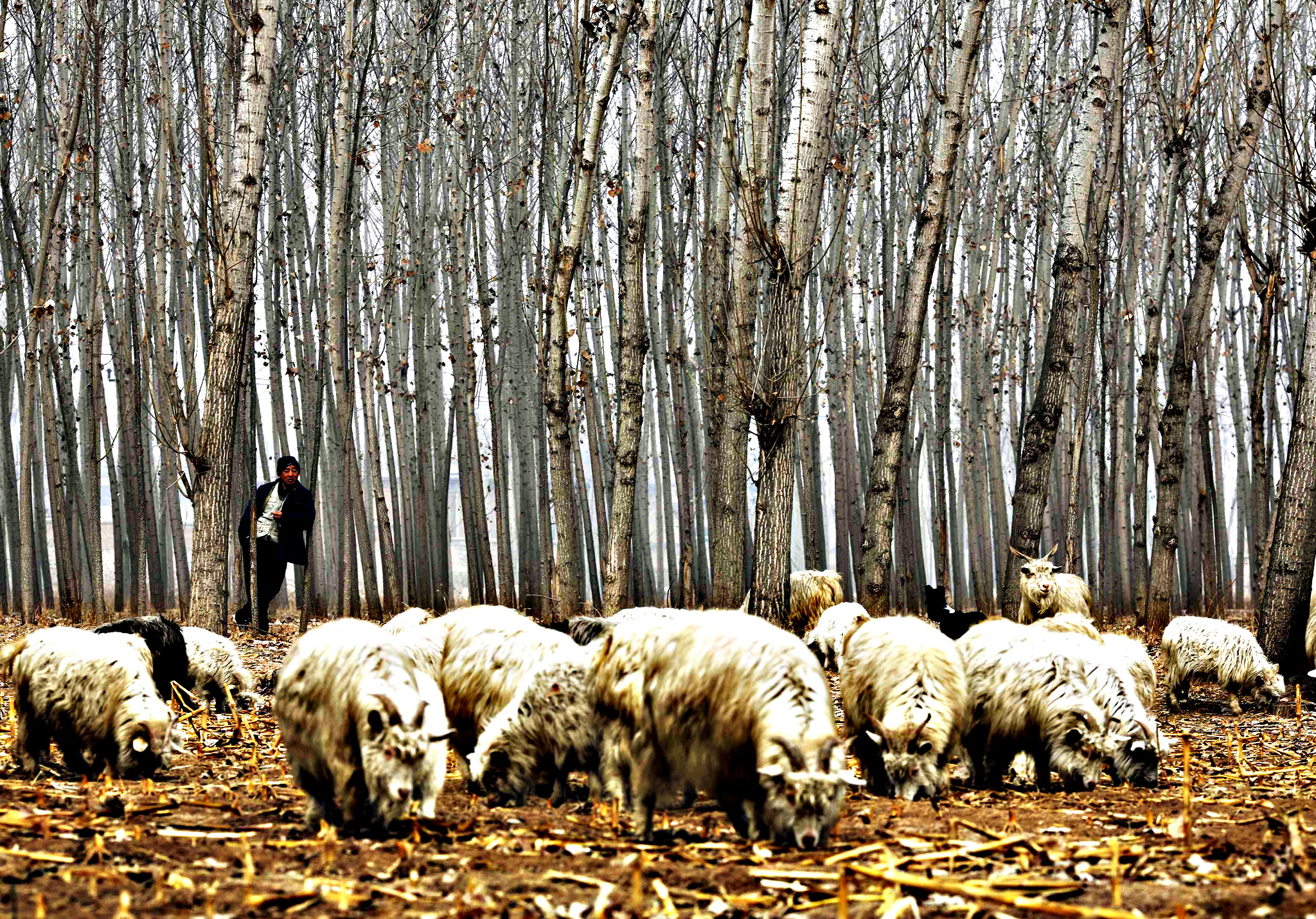 Пастух и козы в деревне недалеко от Пекина. 19 февраля наступает год Козы по китайскому календарю, который также называют годом Овцы. 