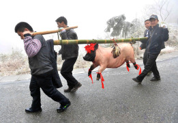 Жители уезда Лэйшань провинции Гуйчжоу несут поросенка, приготовленного к началу празднования китайского Нового года. 6-километровый участок горной дороги был перекрыт для движения автомобилей из-за гололеда.