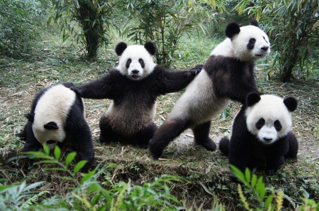 популяция панд в китае
