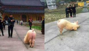 свинья молится Будде