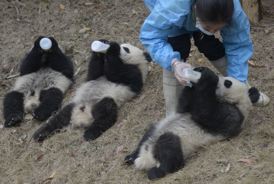 Панды пьют молоко в Центре изучения и разведения больших панд в Чэнду, провинция Сычуант. 