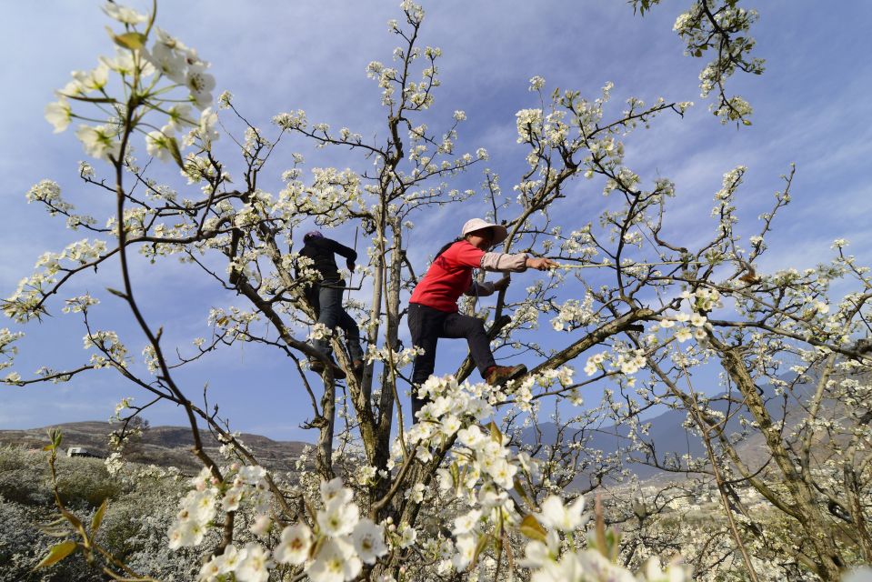 Крестьяне вручную опыляют грушевые деревья, Ханьюань, провинция Сычуань 