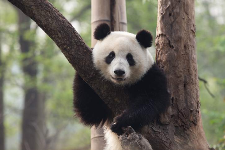 панда, покусанный китаец