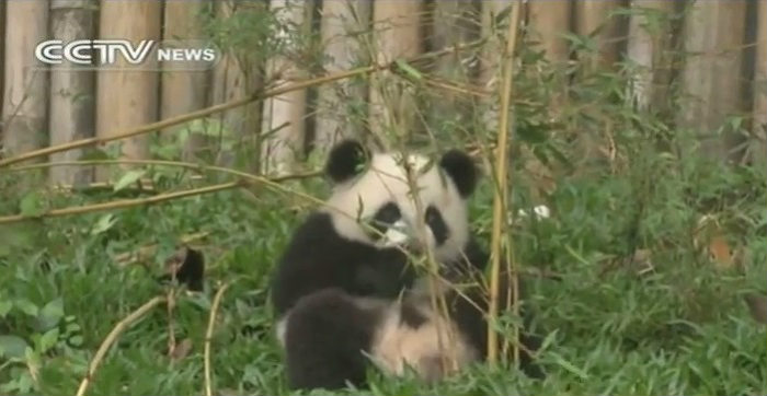 панды в Китае