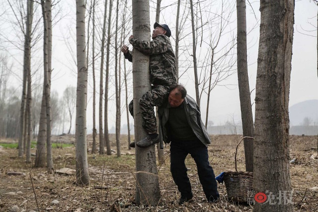 Два китайца посадили деревья 