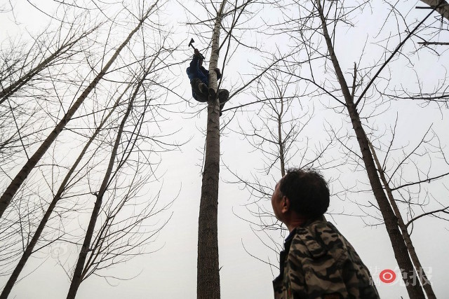 Два китайца посадили деревья