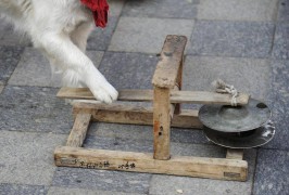 собаки-артисты в Китае