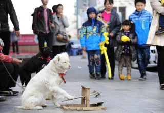 На улицах китайских городов выступает «собачья группа»