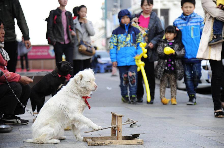 собаки выступают на улицах Китая