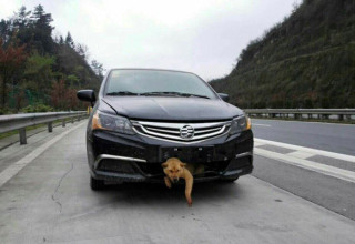 В Китае собака выжила в аварии и нашла нового хозяина