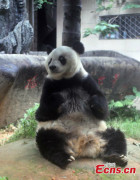 самая старая панда в китае