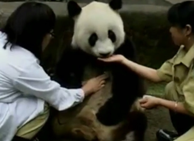 самая старая панда в Китае