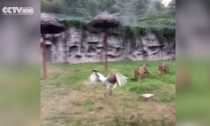 журавль дерется с тиграми в китае