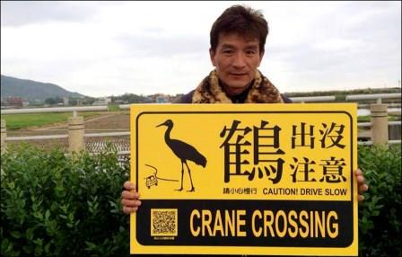 Сибирский журавль по ошибке мигрировал на остров Тайвань
