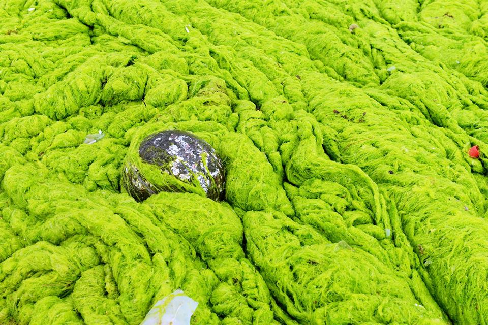 зеленые водоросли в Желтом море
