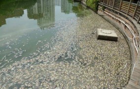 мертвая рыба в сямэне