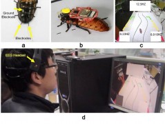 Китайский студент управляет движением таракана с помощью мысли.