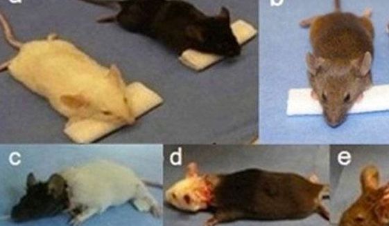 Китайский врач пересадил головы мышам