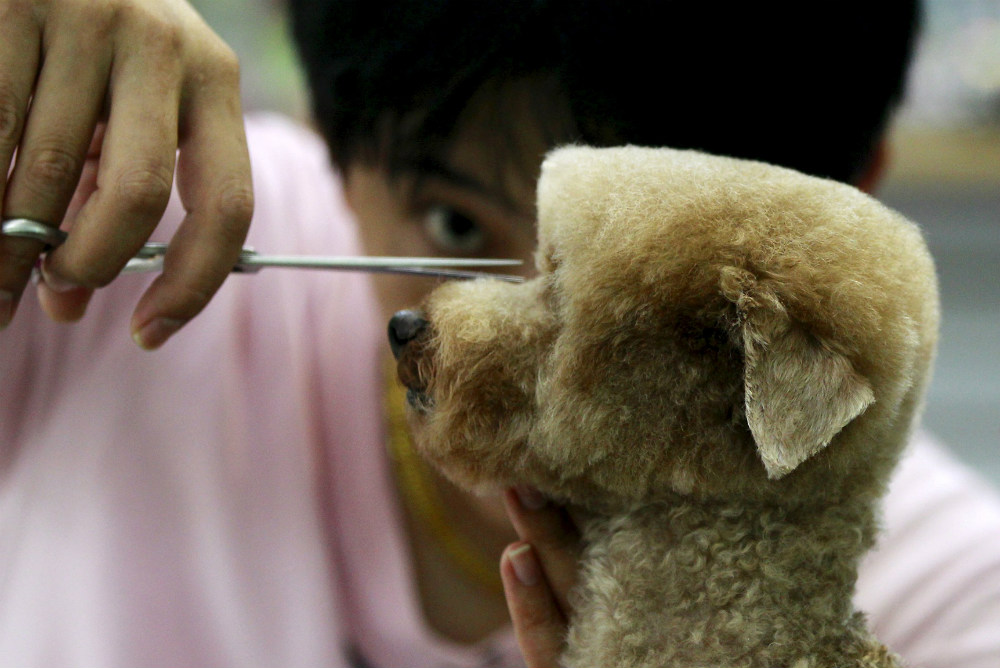 Стрижка собаки в зоосалоне на Тайване. Такая прическа обходится хозяину животного в $39 и требует 2 часа работы мастера. 