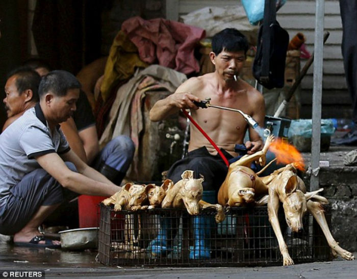 поедание собачьего мяса в Китае