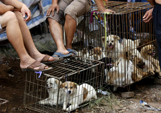 Фестиваль поедания собак в Китае 22 июня