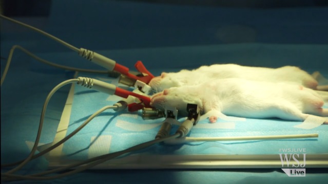 трансплантация головы мыши в Китае
