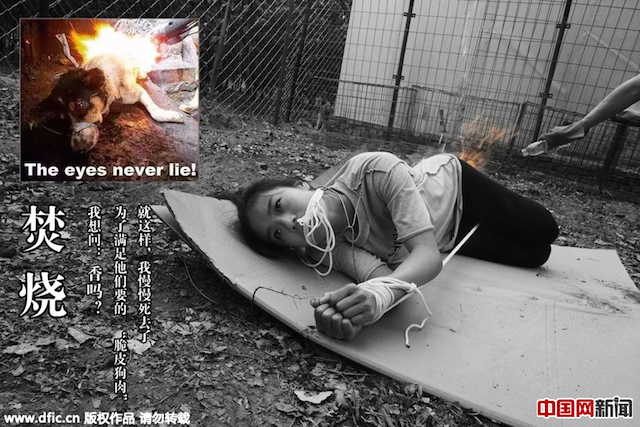 акция против жестокого убийства собак в Китае