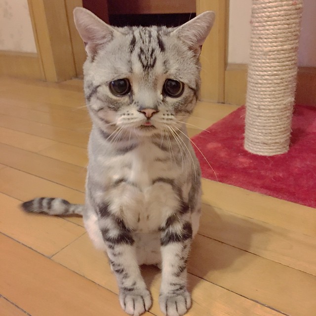 грустная кошка из Китая