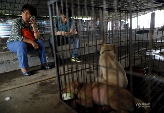 65-летняя жительница Тяньцзиня Ян Сяоюнь второй год подряд спасает собак от съедения в Юйлине