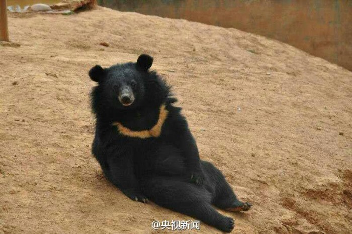 китаец купил медведей вместо собак