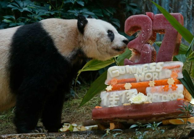 Торт в честь дня рождения старейшей панды в Гонконге.