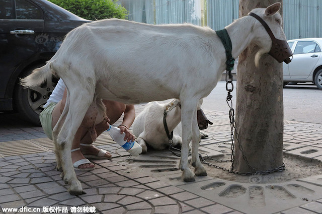 goat-milk-xian-04