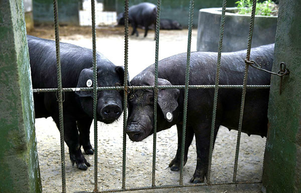 черные свиньи в Китае