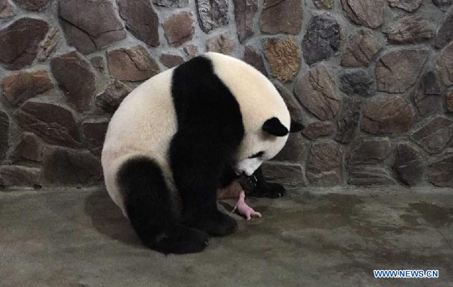 большая панда