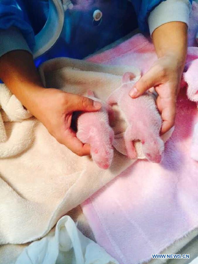 новорожденные панды