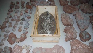 213 яиц и скелет динозавра были конфискованы полицией в провинции Гуандун