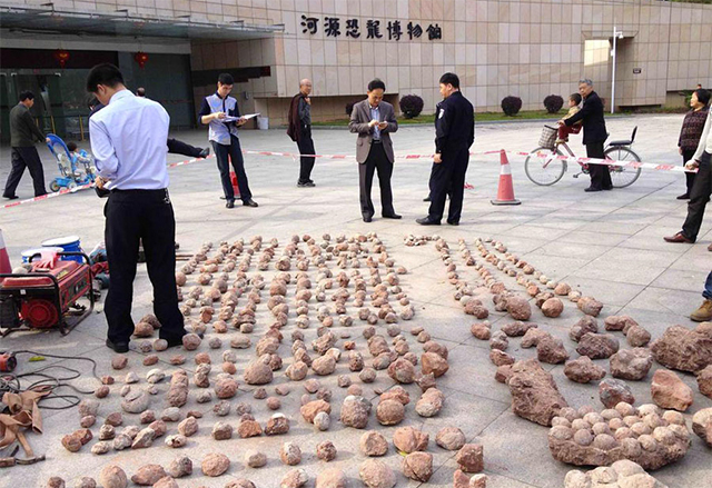 Полиция конфисковала 213 окаменелых яиц динозавра