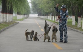 макаки военные