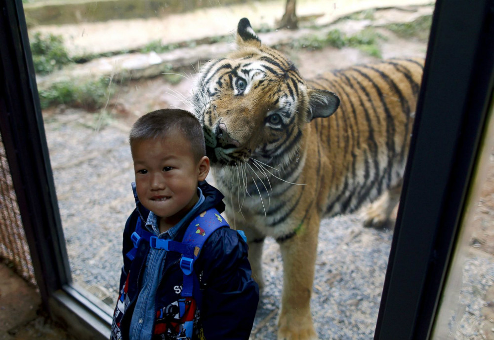 Мальчик позирует для фото на фоне тигра за стеклом в зоопарке города Куньмин.