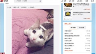 кошачье мясо в Китае