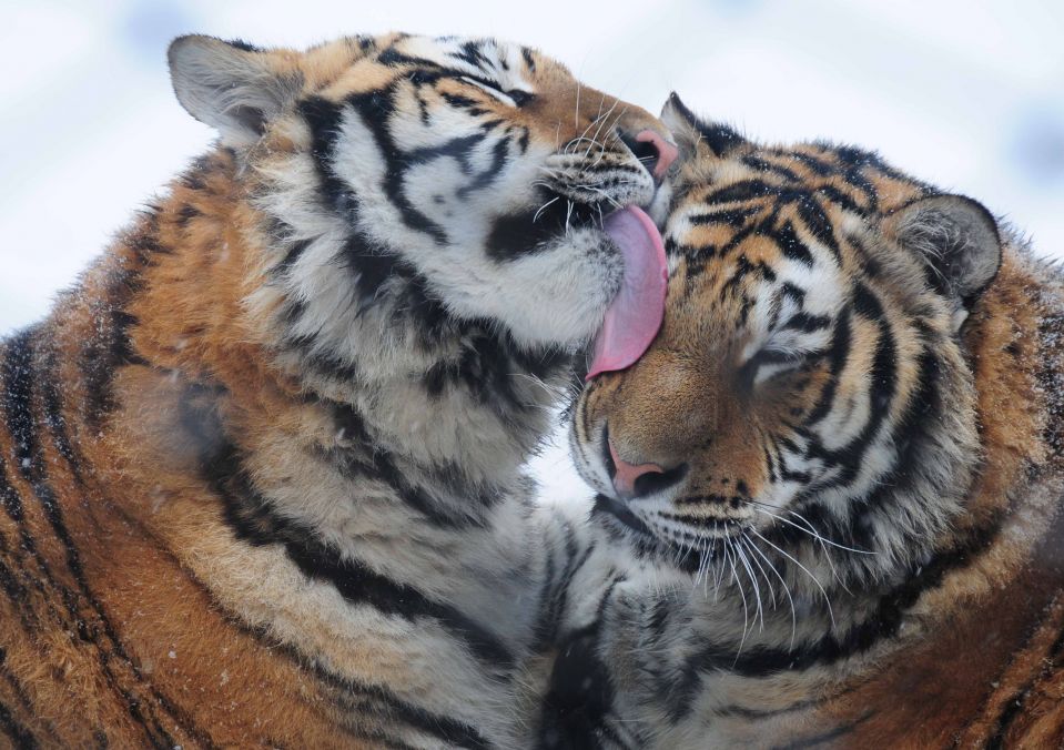 Амурские тигры в китайском городе Хайлинь, где находится Китай, является крупнейшим в мире амурский тигр племенной центр с более чем 1000 животных. Амурский тигр Фото: QIANG YONG/XINHUA/ZUMA PRESS 