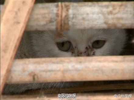 В Китае спасли 2000 кошек от съедения