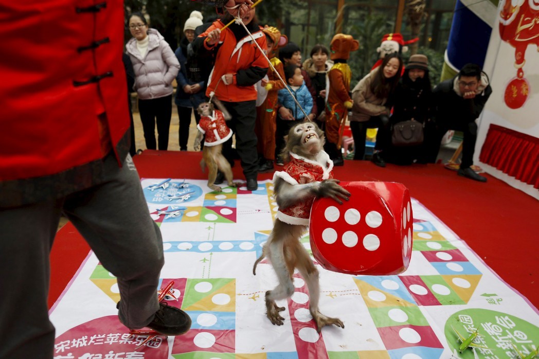 Обезьянка держит кубик во время представления в городе Ханчжоу накануне наступления года Обезьяны по лунному календарю.