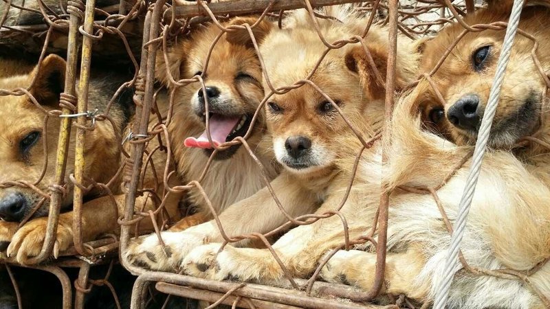 Собаки на оптовом рынке в провинции Гуандун. Фото: Duo Duo Animal Welfare Project